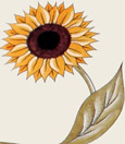 Long Stem Sunflower Invitation