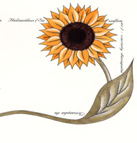 sunflower invitations
